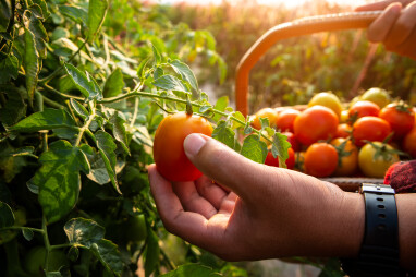 Tomaten oogsten