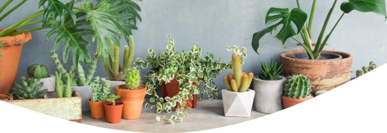 assortiment de plantes d'intérieur