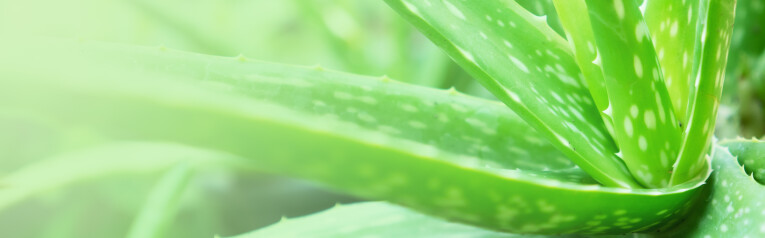 De blauwgroene, dikke bladeren van de Aloë vera