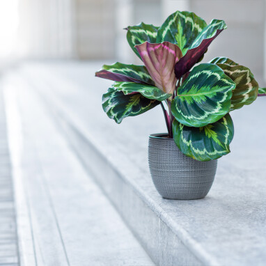 Calathea 'Medaillon' of Pauwenplant