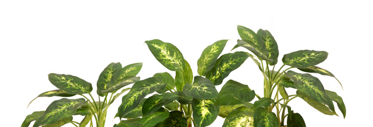 Dieffenbachia camilla verzorgen