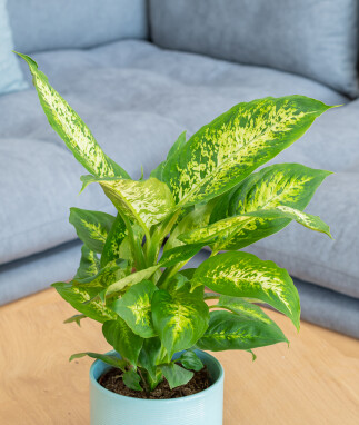 Dieffenbachia 'Compacta' verzorgingstips