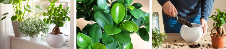 Ficus microcarpa 'Ginseng' verzorgen als kamerplant