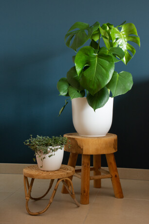 Kanonplantje in de woonkamer