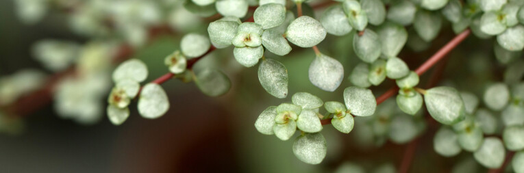 Pilea glaucophylla of het kanonplantje verzorgen