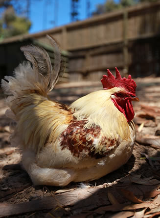 Kippen in de tuin