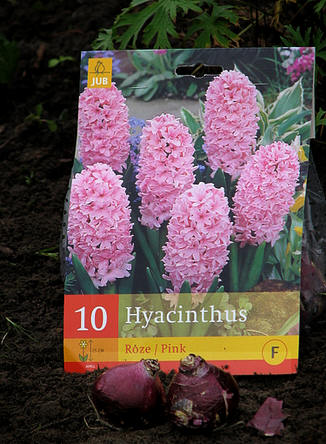 Hyacinthus