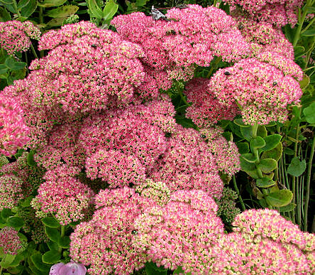 Sedum