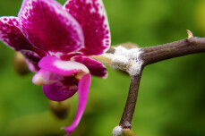 Wolluizen op orchidee