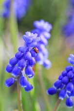 Lieveheersbeestje op blauwe druifjes