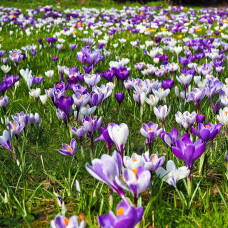 Veld met krokussen