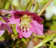 Bloeiende Helleborus