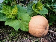 soorten pompoenen en gebruik