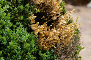 Taksterfte bij Buxus