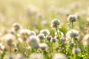 Witte klaver - Trifolium repens