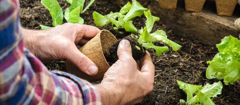 Van zaai- en stekgrond tot moestuingrond