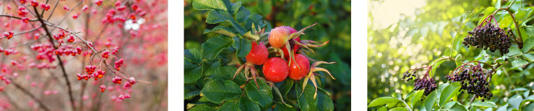 Euonymus - Rosa rugosa - Sambucus