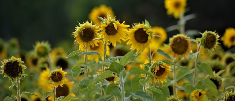 Helianthus