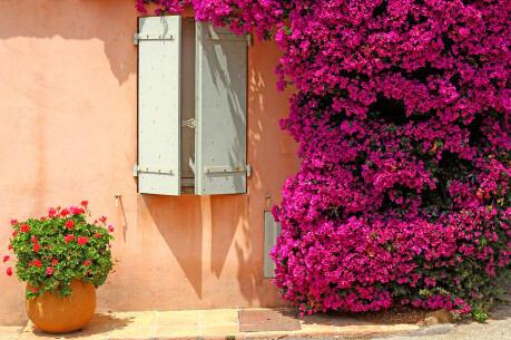 Mediteraanse zomerbloeier: Bougainvillea