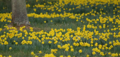 Tapis de narcisses