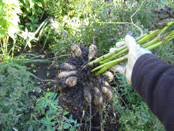 Tubercules de dahlias