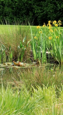 Vijverplanten