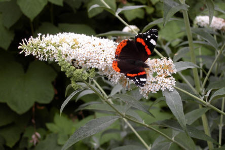 vlinder op bloem van de vlinderstruik