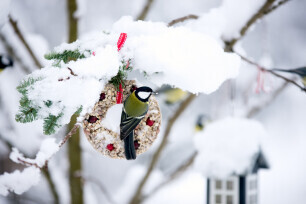 Parus major oder Kohlmeise füttern im Winter