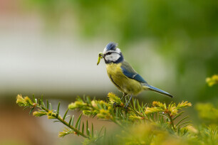 Cyanistes caeruleus oder Blaumeise mit gefangenem Insekt