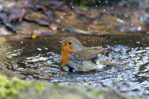 Erithacus rubecula oder Rotkehlchen sucht Abkühlung