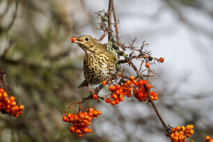 Singdrossel oder Turdus philomelos im Herbst