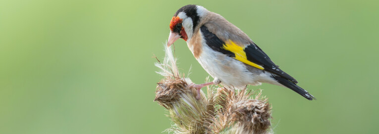 Carduelis carduelis