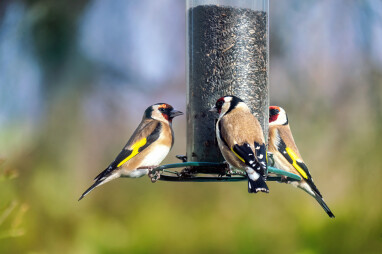 Putter - vogel van jet jaar 2023