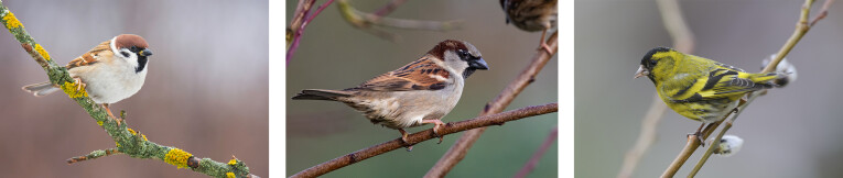 v.l.n.r. ringmus (Passer montanus), huismus (Passer domesticus) en sijs (Carduelis spinus)