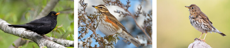 v.l.n.r. merel (Turdus merula), koperwiek (Turdus iliacus) en zanglijster (Turdus philomelos)