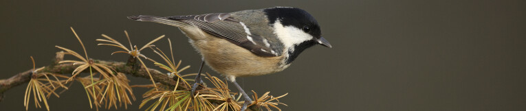 Parus ater of zwarte mees