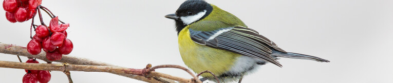 Parus major of koolmees