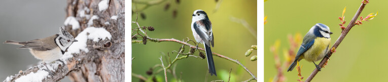 v.l.n.r. kuifmees (Parus cristatus), staartmees (Aegithalos caudatus) en pimpelmees (Parus caeruleus)