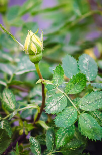 Valse meeldauw bij rozen