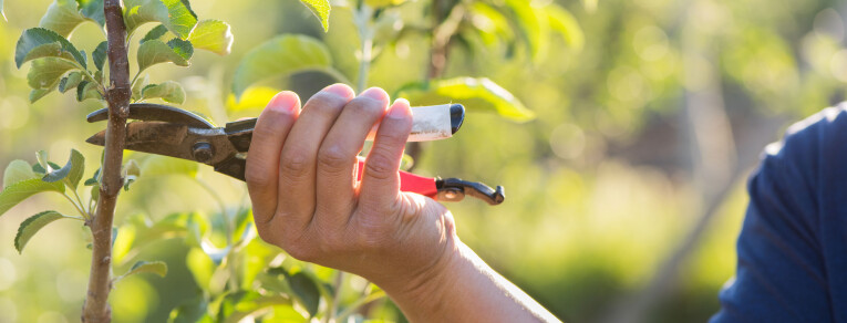 Snoeien van kleinfruit. Gemakkelijke fruitsoorten om te snoeien