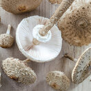 Cultiver des champignons