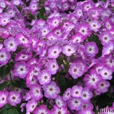 Phlox paniculata 'Purple Eye FLAME' - Phlox paniculata 'Purple Eye FLAME'