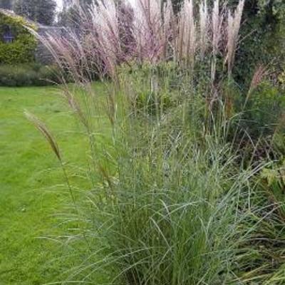 Miscanthus sinensis 'Kleine Silberspinne'