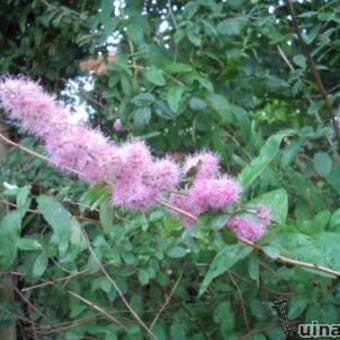 Spiraea douglasii