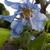 Meconopsis betonicifolia