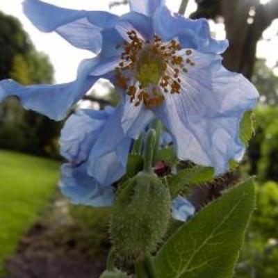 Pavot bleu de l'Himalaya - Meconopsis betonicifolia