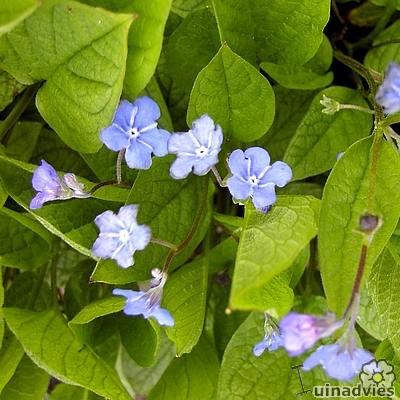 Omphalodes verna - Frühlings-Nabelnüsschen - Omphalodes verna