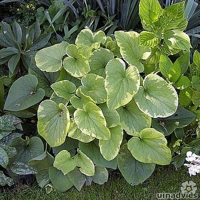 Brunnera macrophylla 'Hadspen Cream' - Brunnera macrophylla 'Hadspen Cream'