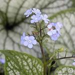 Brunnera macrophylla 'Silverlace' - Brunnera macrophylla 'Silverlace'