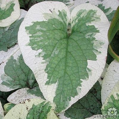 Brunnera macrophylla 'Variegata' - Brunnera macrophylla  'Variegata'